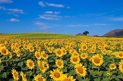 ทุ่งทานตะวัน sunflower field